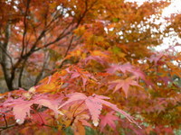 魚屋道で六甲横断紅葉トレック（＾＾）ｂ　紅葉編