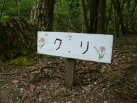 自然の森でホストキャンプ