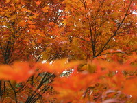 魚屋道で六甲横断紅葉トレック（＾＾）ｂ　紅葉編