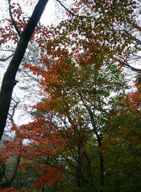 魚屋道で六甲横断紅葉トレック（＾＾）ｂ　紅葉編