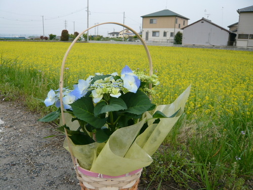 ３日早めの・・・