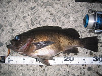 珠玉の釣行記：３　サンマルモンスター　メバリング編 2008/02/29 23:45:52