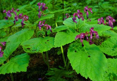 可憐に咲く高山植物　9