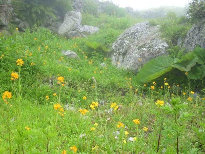 可憐に咲く高山植物　3