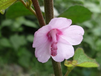 可憐に咲くヒマラヤ高山植物