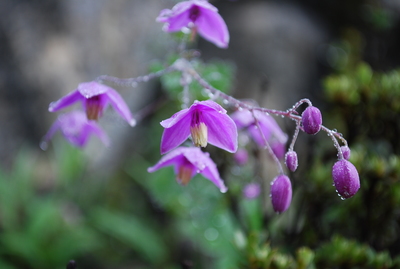 No.24　ヒマラヤに咲く　キンポウゲ科の花