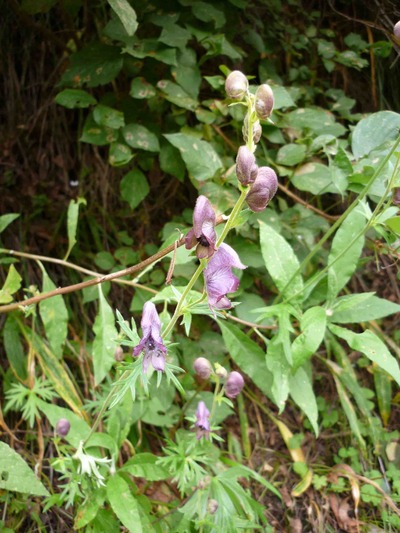 可憐に咲く高山植物　65