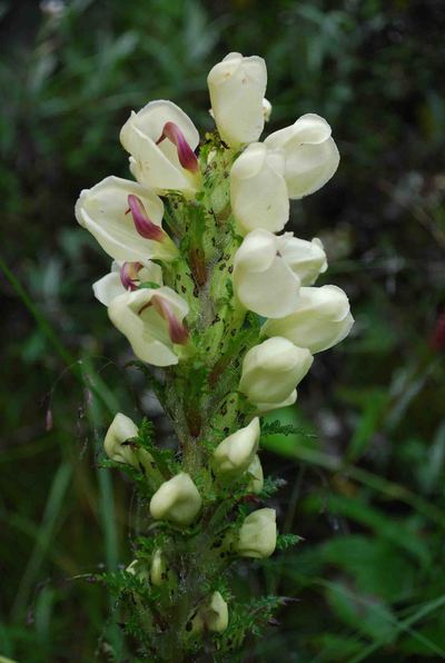 No.51　ヒマラヤに咲く　ゴマノハグサ科の花