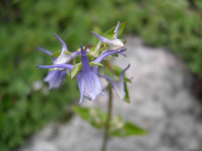 No.69　ヒマラヤに咲く　リンドウ科の花