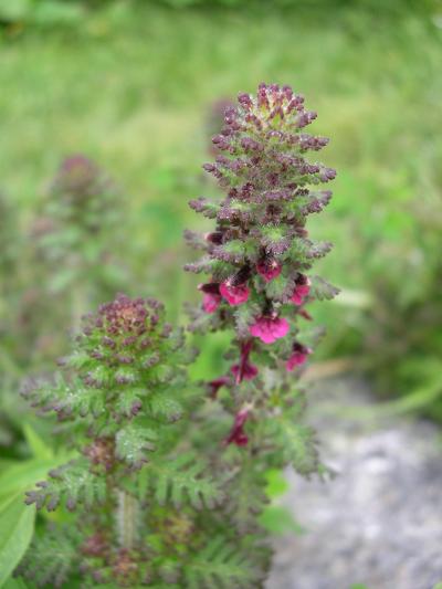 可憐に咲く高山植物　87