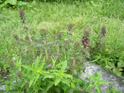 可憐に咲く高山植物　87