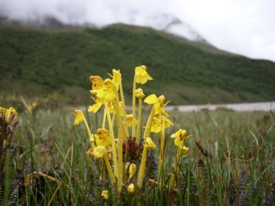 可憐に咲く高山植物　92