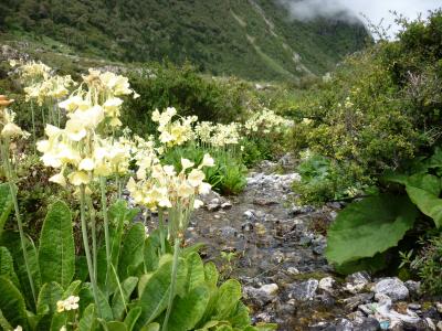 可憐に咲く高山植物　98