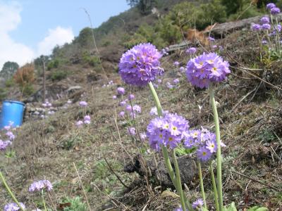 可憐に咲く高山植物　104