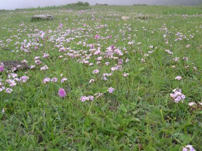 可憐に咲く高山植物　106