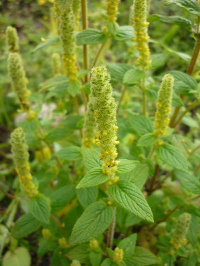 可憐に咲く高山植物　116