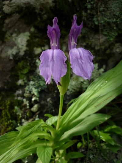 可憐に咲く高山植物　179