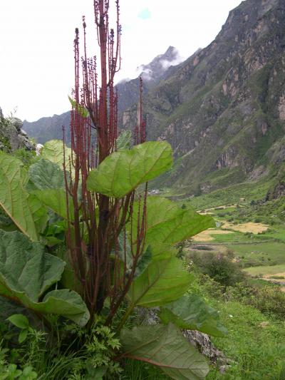 可憐に咲く高山植物　149