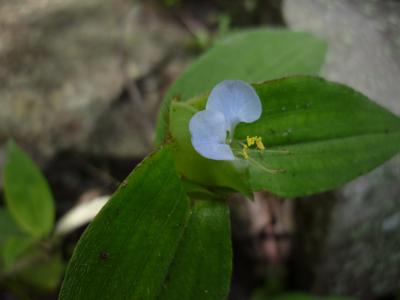 可憐に咲く高山植物　160