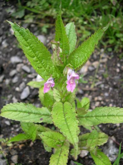 可憐に咲く高山植物　167