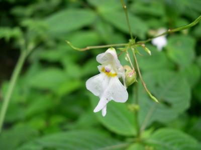 可憐に咲く高山植物　169