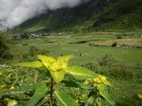 可憐に咲く高山植物　171