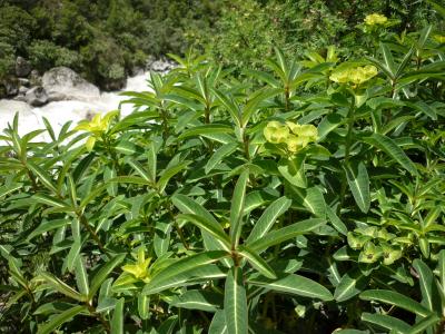 可憐に咲く高山植物　172