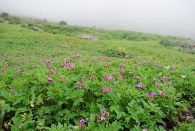 可憐に咲く高山植物　175