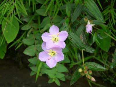 可憐に咲く高山植物　176