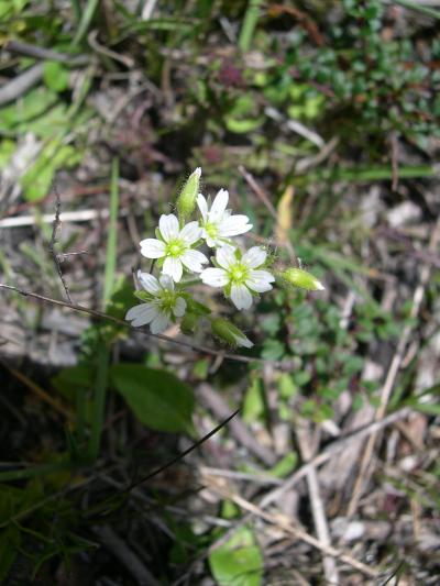 可憐に咲く高山植物　184