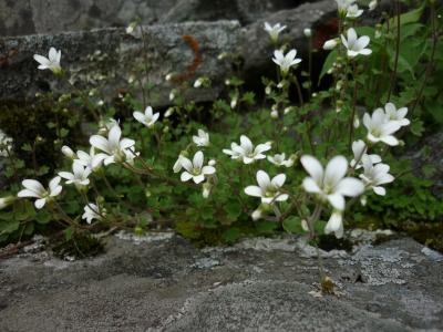 可憐に咲く高山植物　217