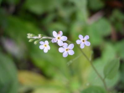 可憐に咲く高山植物　232