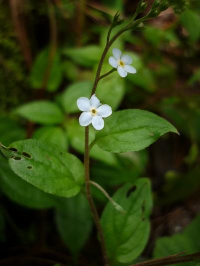 可憐に咲く高山植物　232