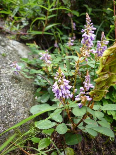 可憐に咲く高山植物　287