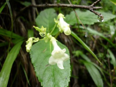 可憐に咲く高山植物　312