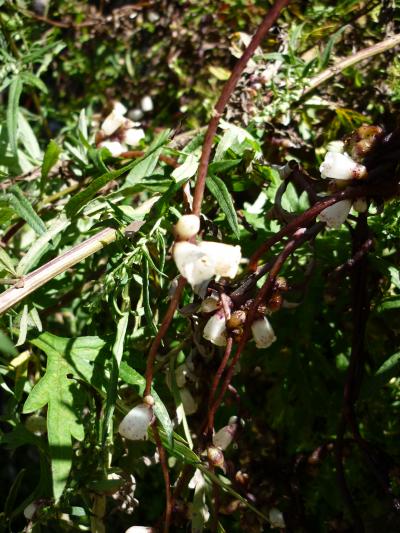 可憐に咲く高山植物　318