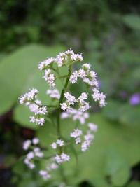 可憐に咲く高山植物　328 2012/05/07 11:52:06