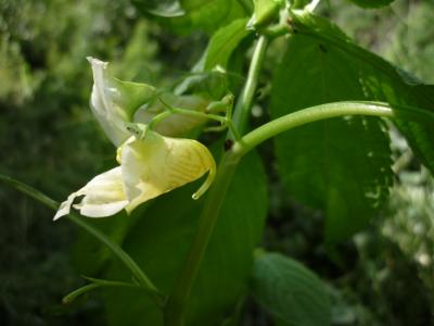 可憐に咲く高山植物　337