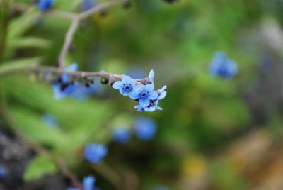 可憐に咲く高山植物　364