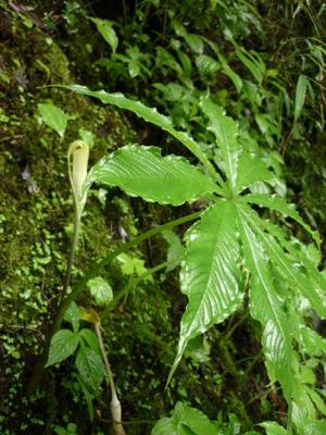 可憐に咲く高山植物　382