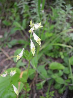 可憐に咲く高山植物　390