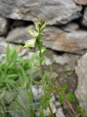 可憐に咲く高山植物　390