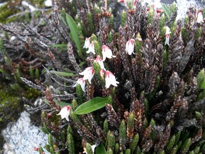 No.81　ヒマラヤに咲くツツジ科の花