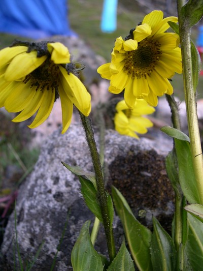 No.30　ヒマラヤに咲く　キク科の花