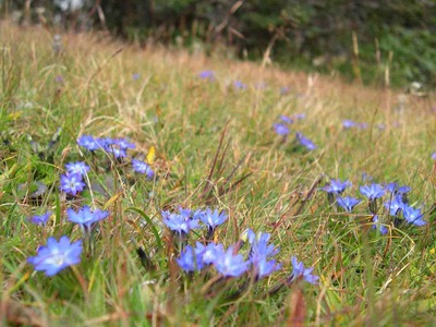 可憐に咲く高山植物　30