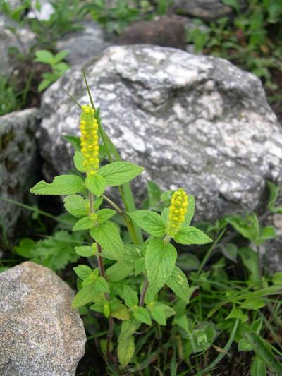 No.64　ヒマラヤに咲く　シソ科の花