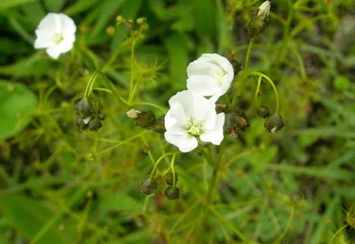 可憐に咲く高山植物　211