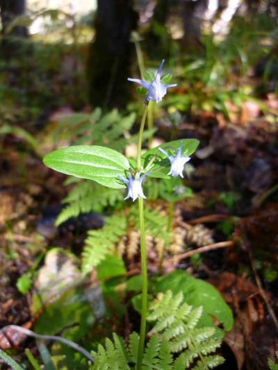 No.69　ヒマラヤに咲く　リンドウ科の花