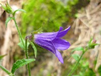 可憐に咲く高山植物　23