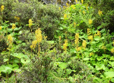 可憐に咲く高山植物　44